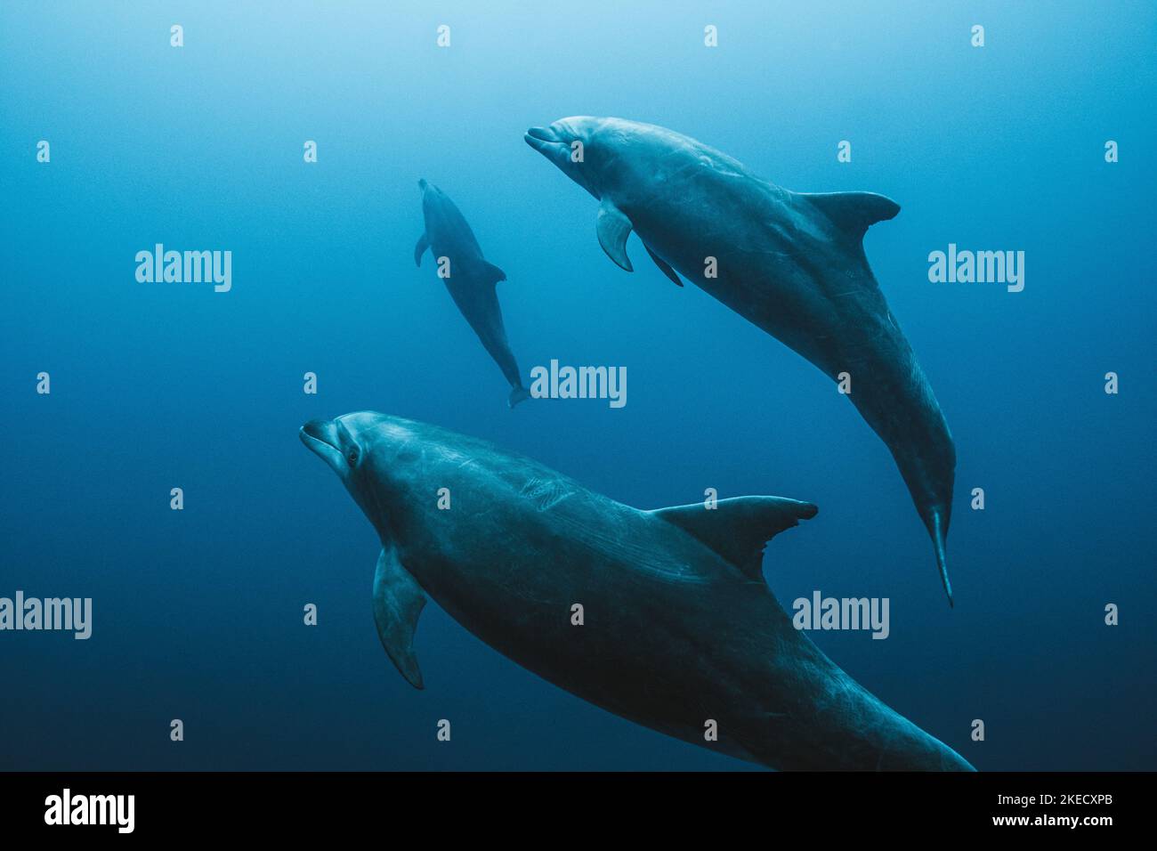 Dauphins jouant ensemble Banque D'Images