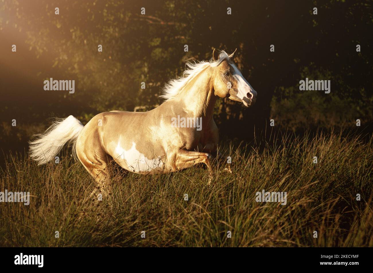 Galopant American Paint Horse Banque D'Images