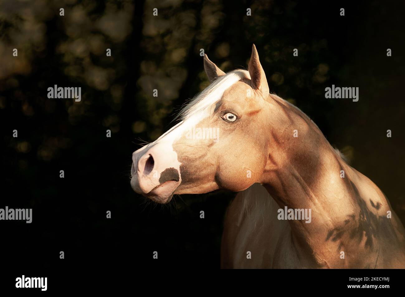 Portrait American Paint Horse Banque D'Images