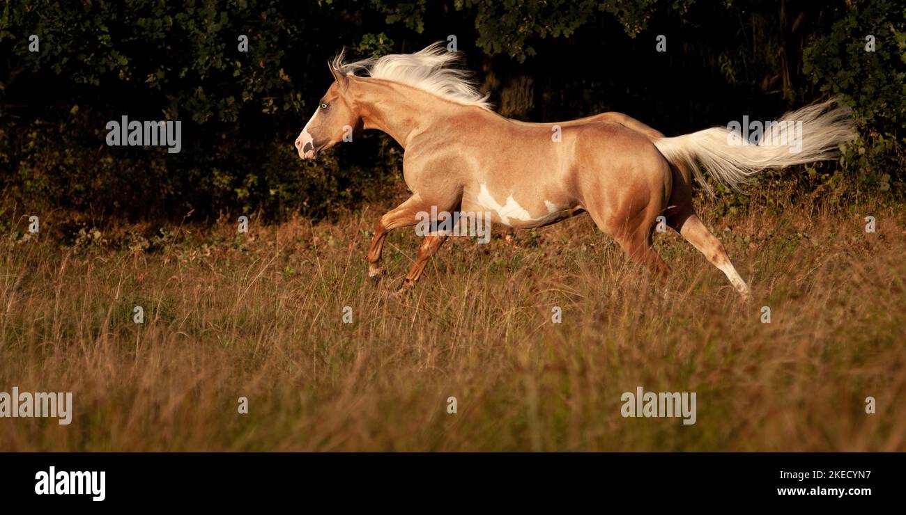 Galopant American Paint Horse Banque D'Images