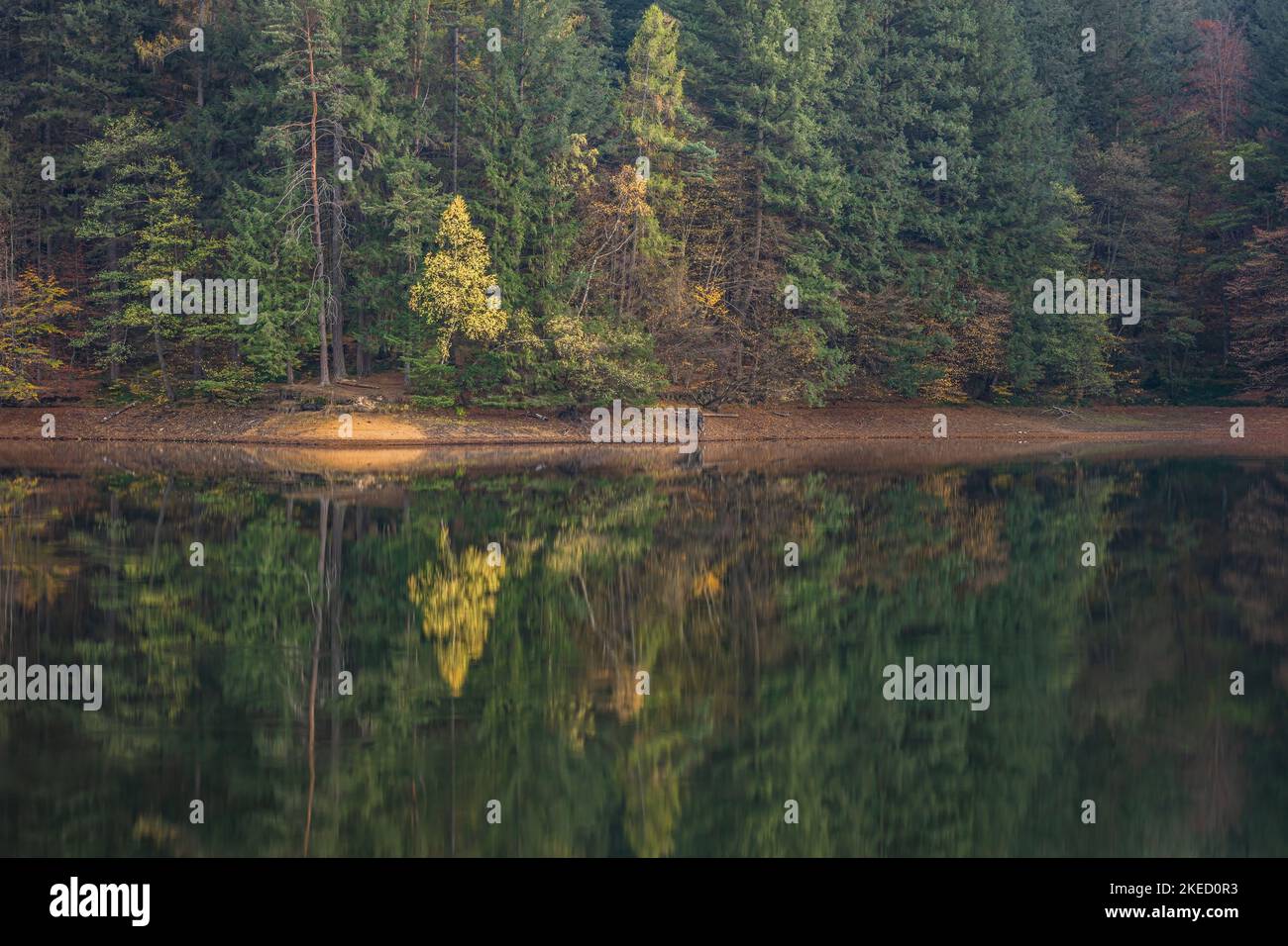 Couleurs miroirs de la forêt d'automne. Photo prise le 29th octobre 2022, sur le lac de Buhui, comté de Caras-Severin, Roumanie. Banque D'Images