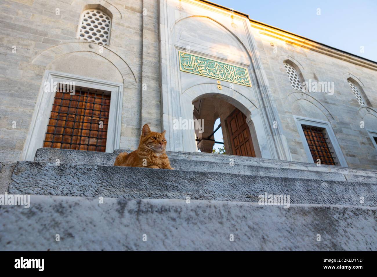 Chats errants d'Istanbul. Un chat errant assis sur les escaliers d'une mosquée. Photo de fond de la culture turque. Istanbul Turquie - 9.9.2022 Banque D'Images