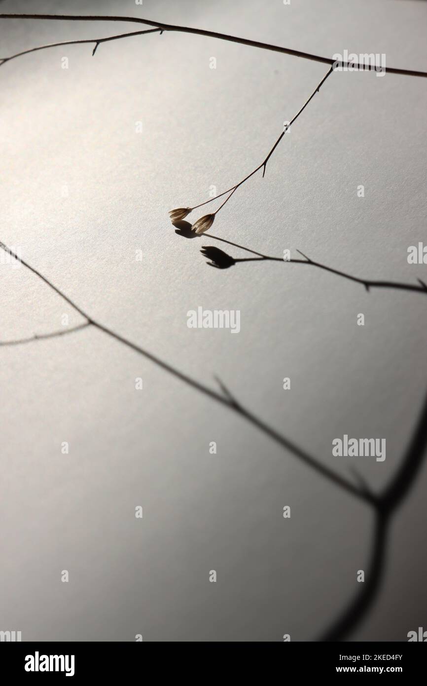 Abstrait, ombres des branches, fleur séchée Banque D'Images