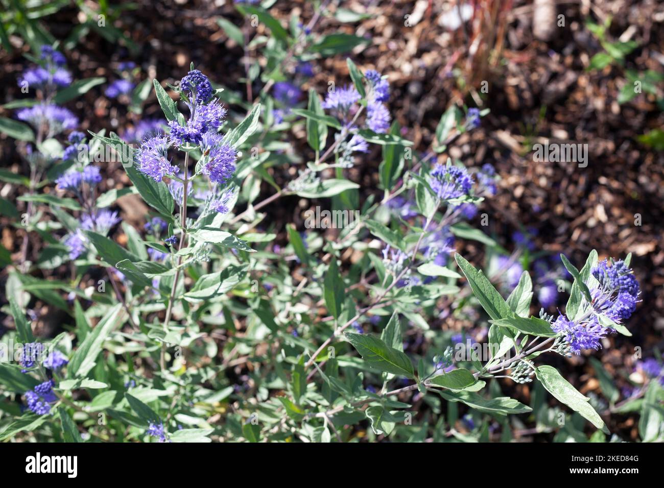 Plantes herbacées Caryopteris Dark Knight appelé Bluebeards arbuste avec fleurs bleues dans le jardin Banque D'Images