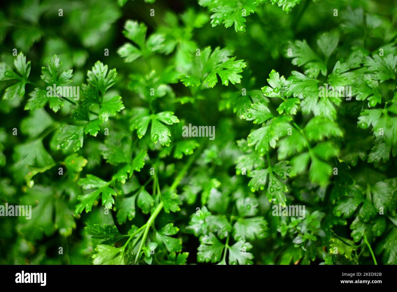 La plante de persil vibrant feuilles couvertes de gouttes d'eau Banque D'Images