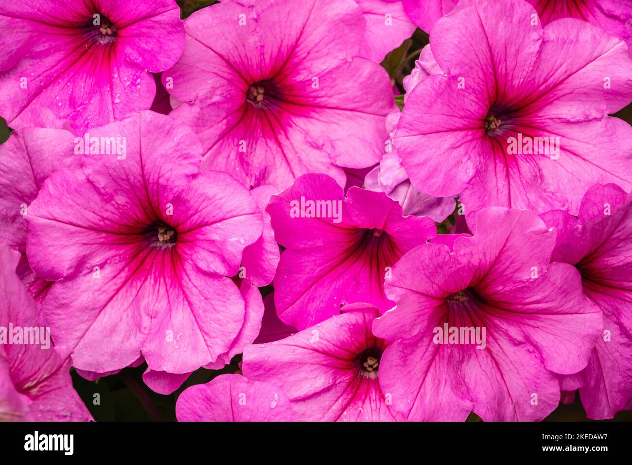 Des fleurs de jardin, Grand Sudbury, Ontario, Canada Banque D'Images