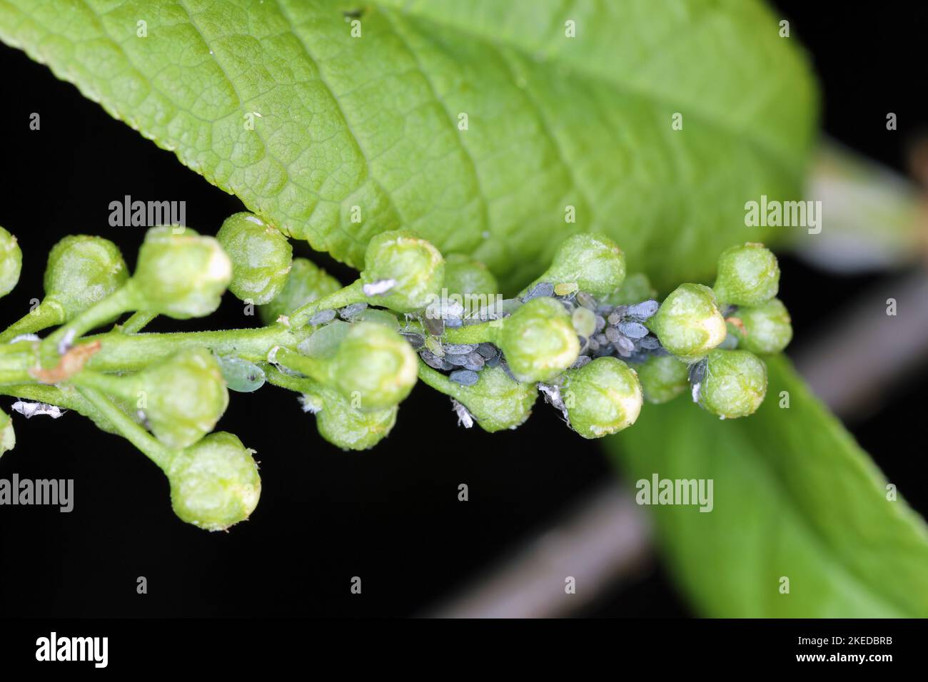 Jeunes pucerons du puceron d'oiseau (Rhopalosiphum padi) après hibernation sur les bourgeons de cerisier d'oiseau. Banque D'Images