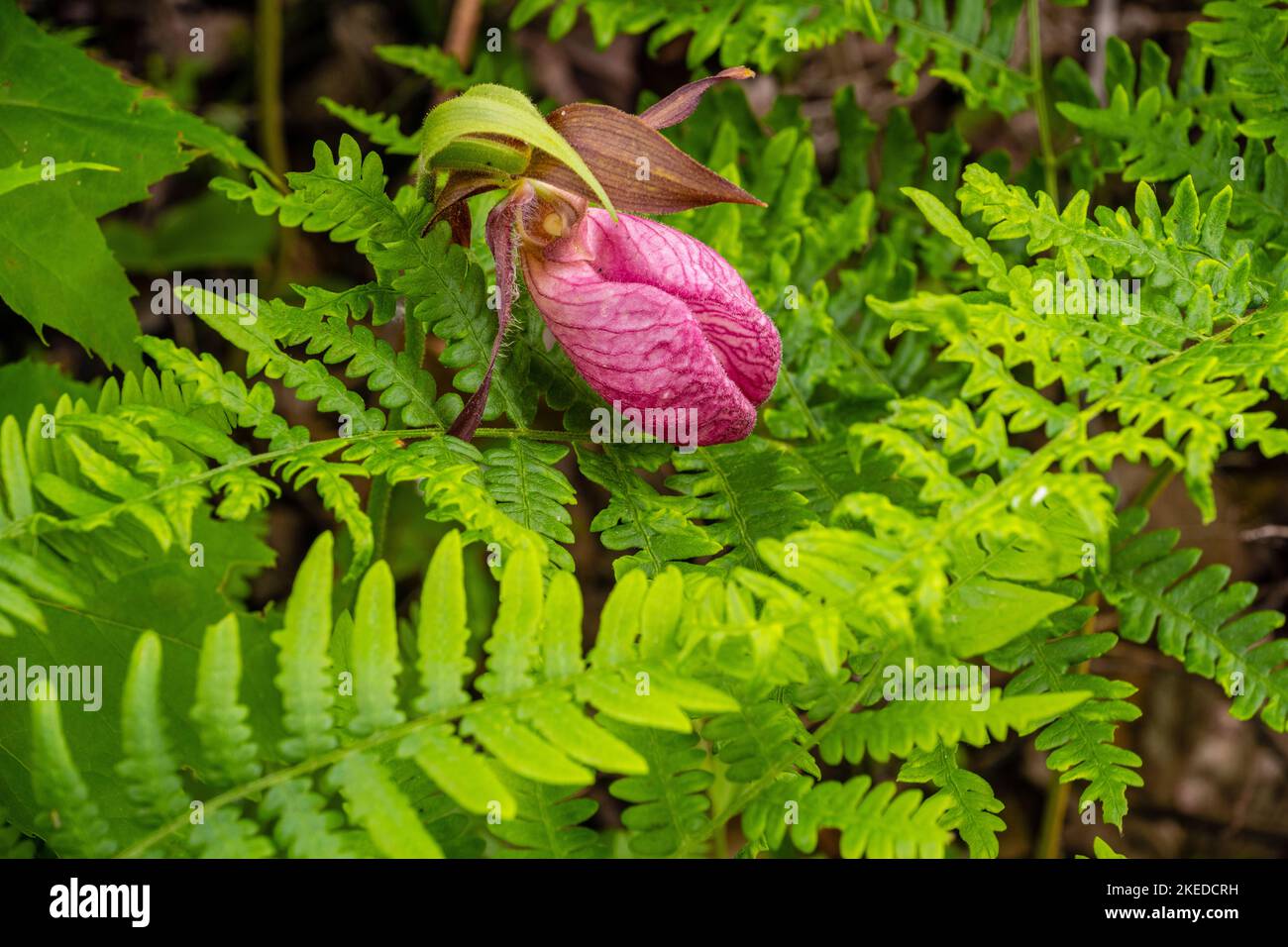 Orchidée à ladysplipse rose (Cypripedium acaule) , Parc provincial Killarney, Killarney (Ontario), Canada Banque D'Images