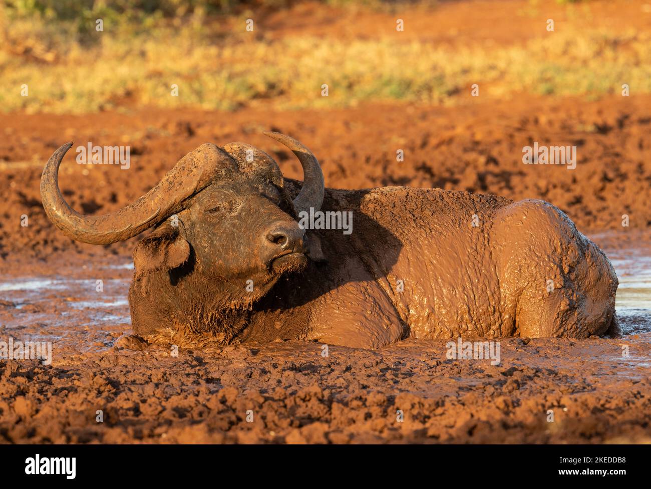 Le buffle du Cap se promènant dans un trou de boue à la lumière de l'après-midi dans le parc national de Tsavo West, Kenya Banque D'Images