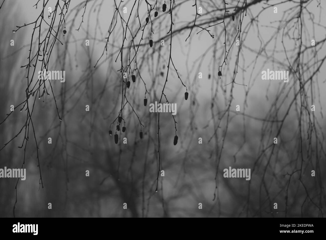 Atmosphère de forêt sombre, bois sombre, atmosphère de forêt de métal noir Banque D'Images