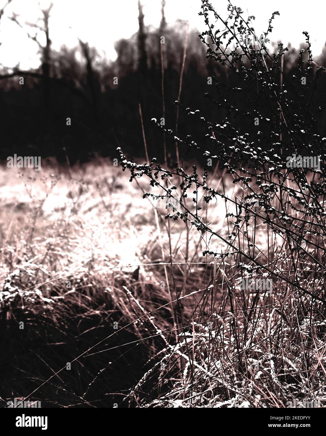 Forêt de métaux noirs, première neige dans une forêt sombre et effrayante, sombre atmosphère d'horreur Banque D'Images