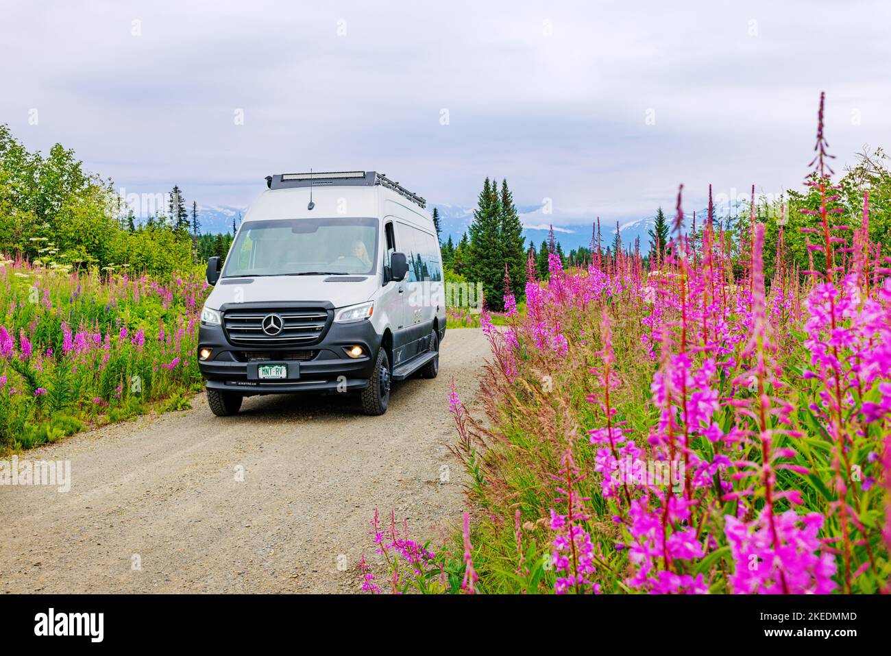 Femme senior conduisant Airstream Interstate 24X 4WD campervan ; Fireweed Wildflowers ; Eveline State Recreation Park ; Homer ; Alaska ; États-Unis Banque D'Images