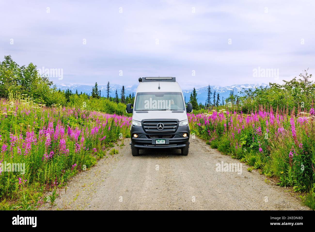 Femme senior conduisant Airstream Interstate 24X 4WD campervan ; Fireweed Wildflowers ; Eveline State Recreation Park ; Homer ; Alaska ; États-Unis Banque D'Images