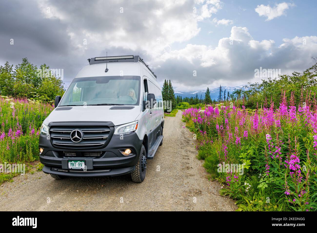 Femme senior conduisant Airstream Interstate 24X 4WD campervan ; Fireweed Wildflowers ; Eveline State Recreation Park ; Homer ; Alaska ; États-Unis Banque D'Images