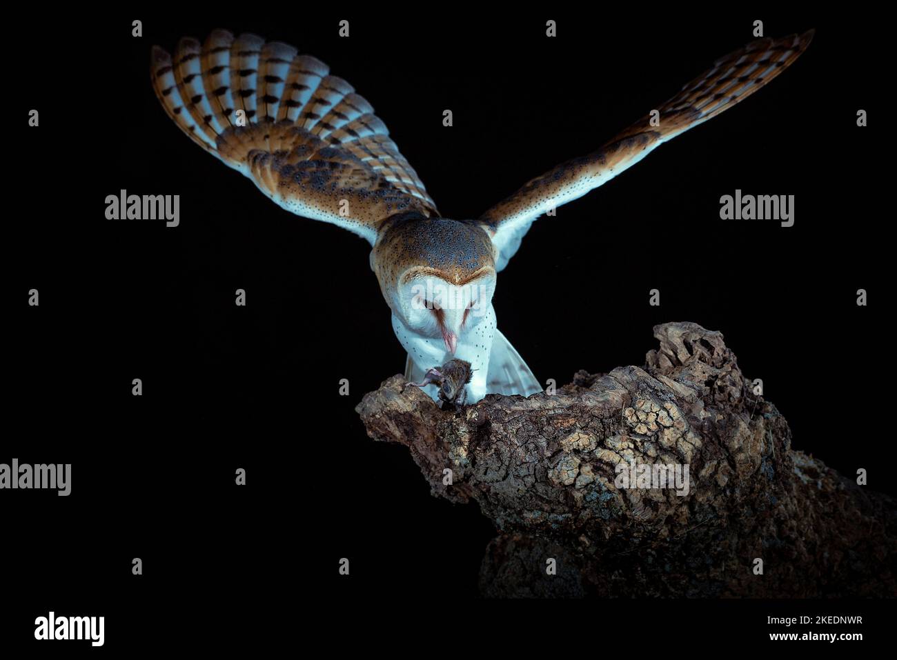 Hibou de la grange perchée sur son clocher dans la nuit sombre Banque D'Images