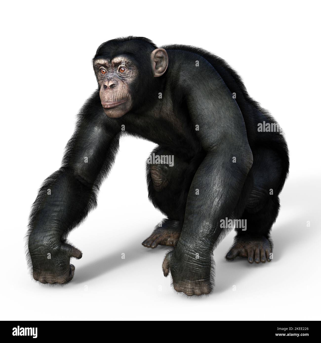 Chimpanzé, illustration Banque D'Images