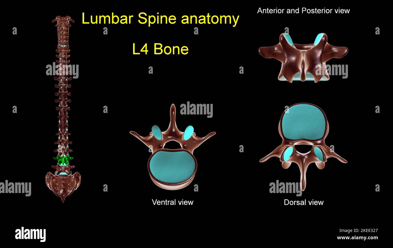 Rachis lombaire L 4 anatomie osseuse pour le concept médical 3D Illustration avec vue antérieure et postérieure Banque D'Images