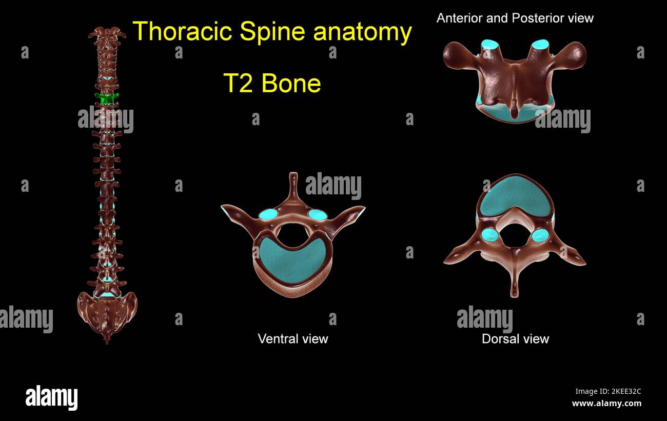 Rachis thoracique T 2 anatomie osseuse pour le concept médical 3D Illustration avec vue antérieure et postérieure Banque D'Images