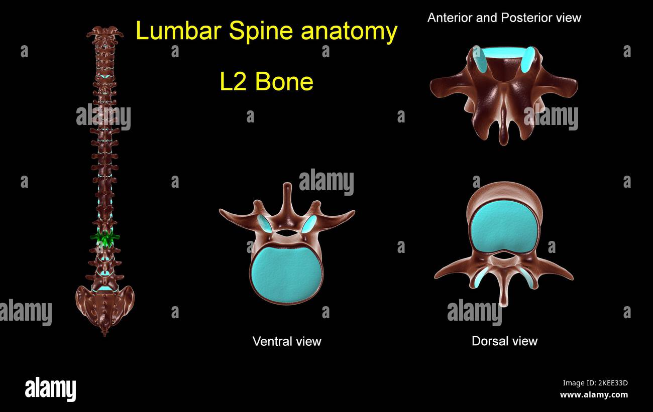 Rachis lombaire L 2 anatomie osseuse pour le concept médical 3D Illustration avec vue antérieure et postérieure Banque D'Images