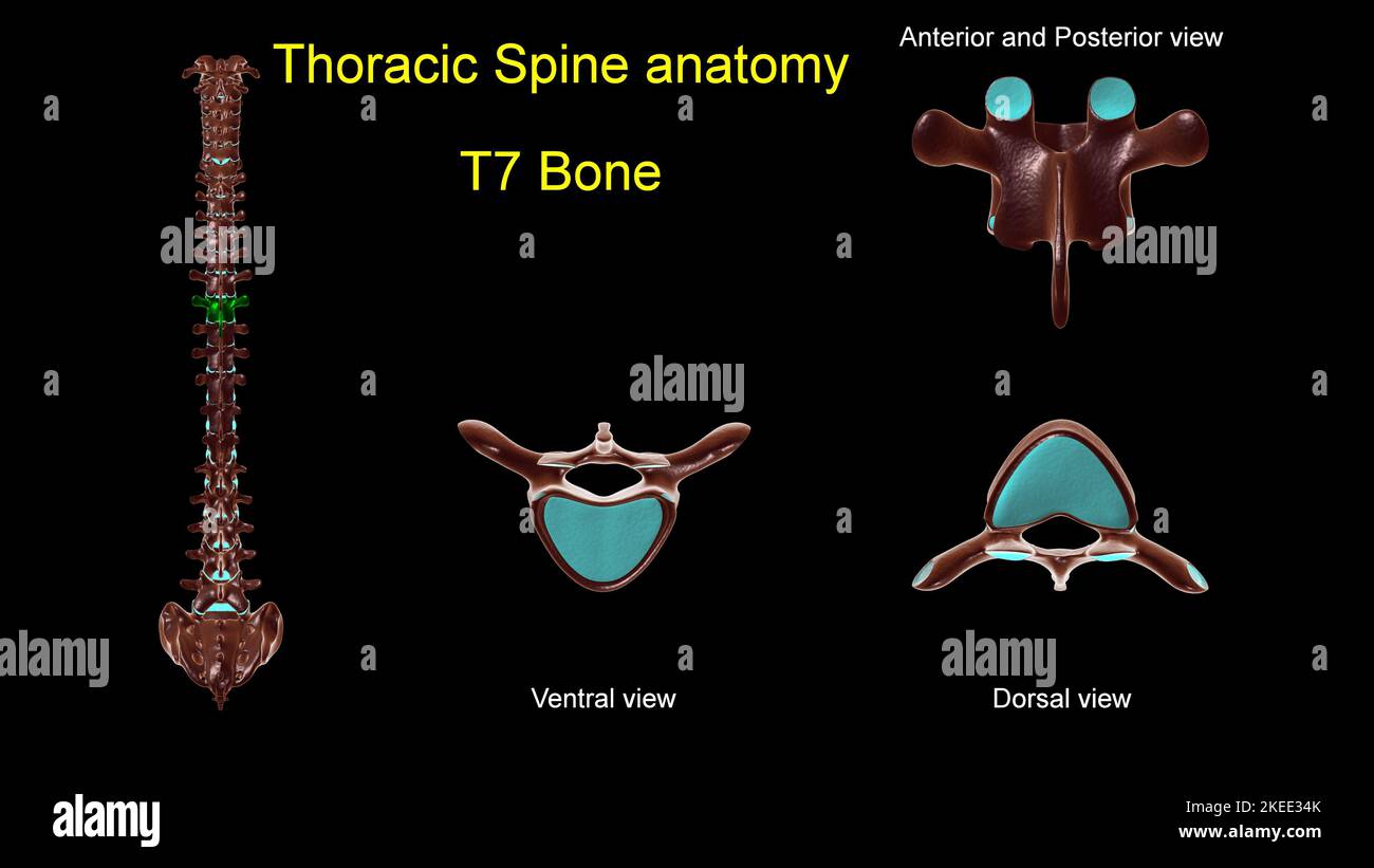 Rachis thoracique T 7 anatomie osseuse pour le concept médical 3D Illustration avec vue antérieure et postérieure Banque D'Images