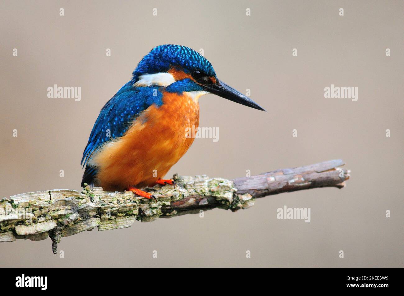 le kingfisher alcedo adulte est perché Banque D'Images