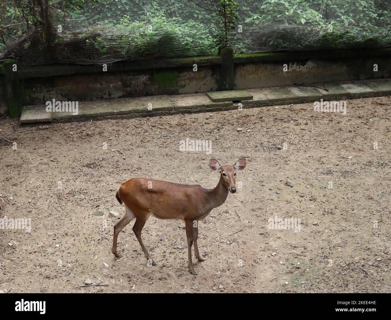 cerf sur sable dans un parc au vietnam Banque D'Images