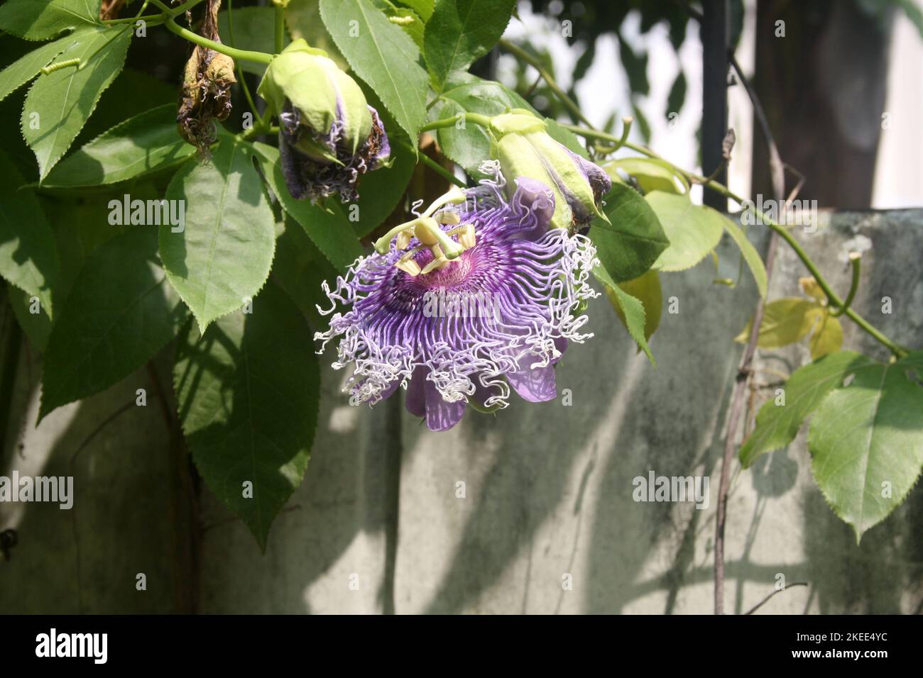 Fleur de passion de couleur violette (Passiflora cincincincinnata) en fleur : (pix SShukla) Banque D'Images