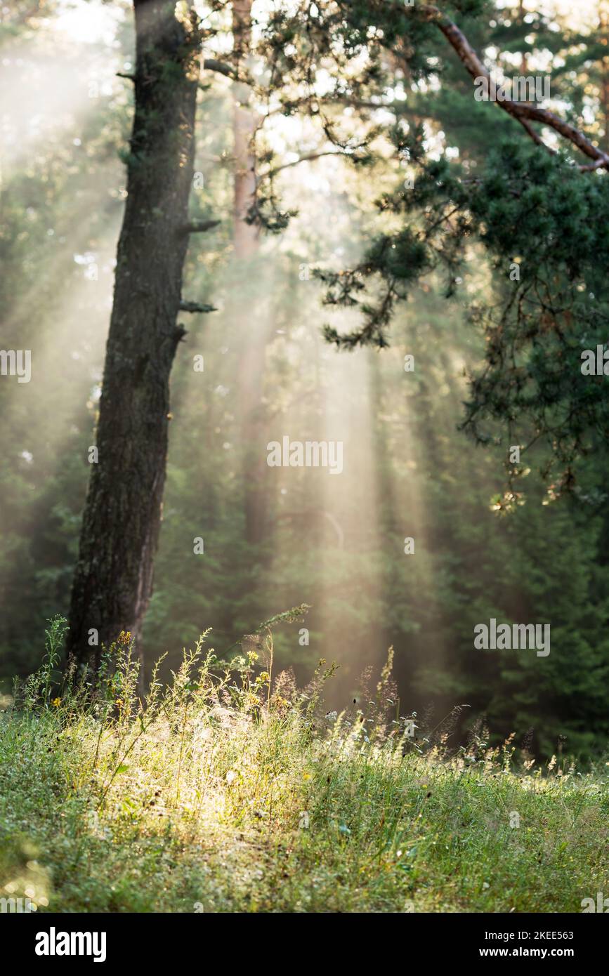 Une belle forêt avec même de grands troncs de pins d'âge moyen Banque D'Images