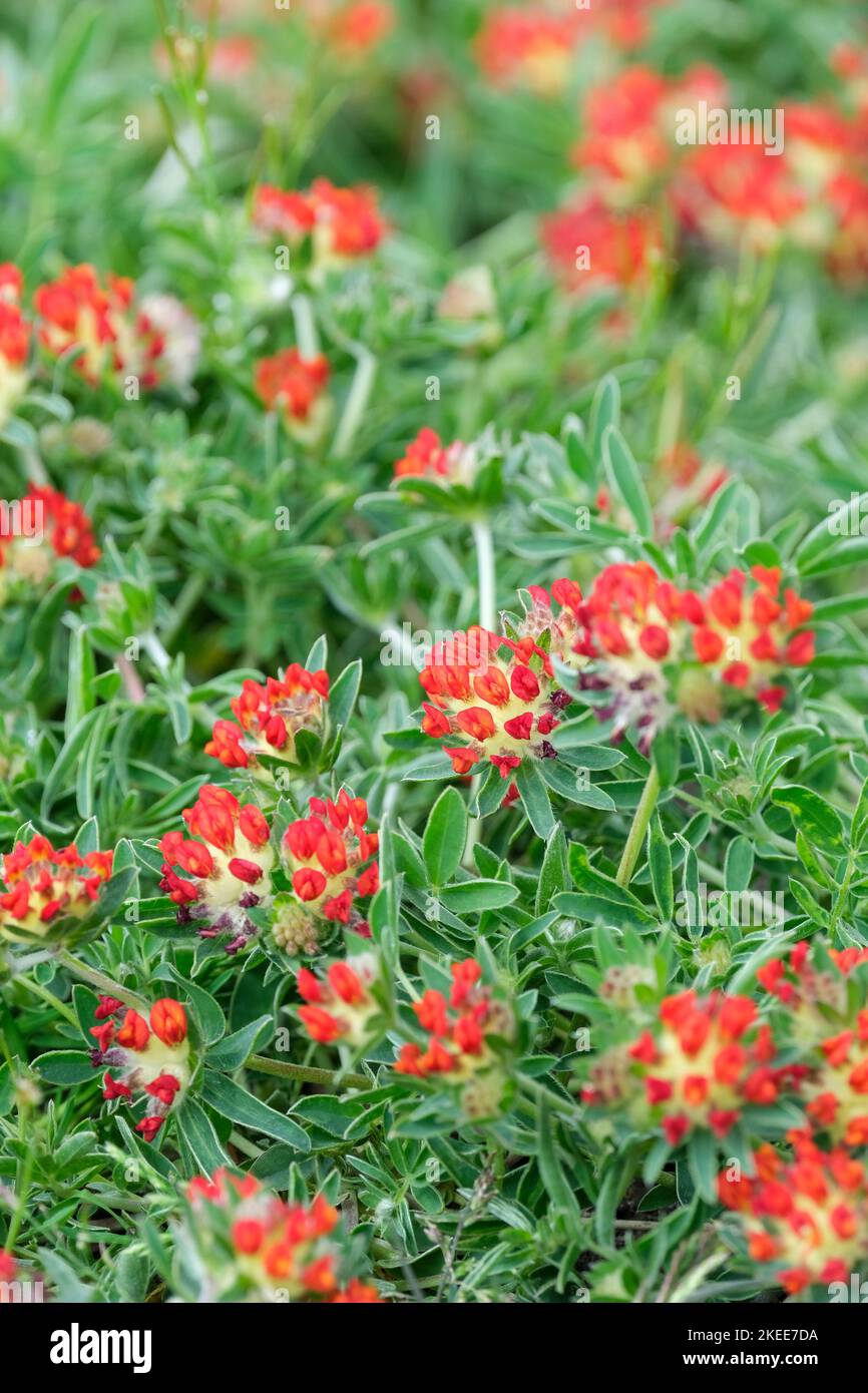 Anthyllis vulneraria var. Coccinea, fetch rénal à fleurs rouges, fetch rénal rouge Banque D'Images