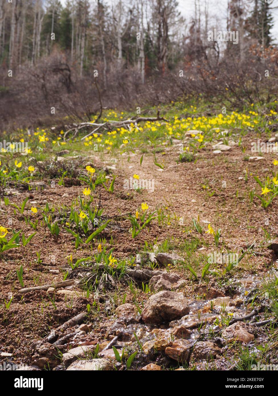 Un cliché vertical de fleurs jaunes dans les sources thermales naturelles de Strawberry Park, Colorado Banque D'Images
