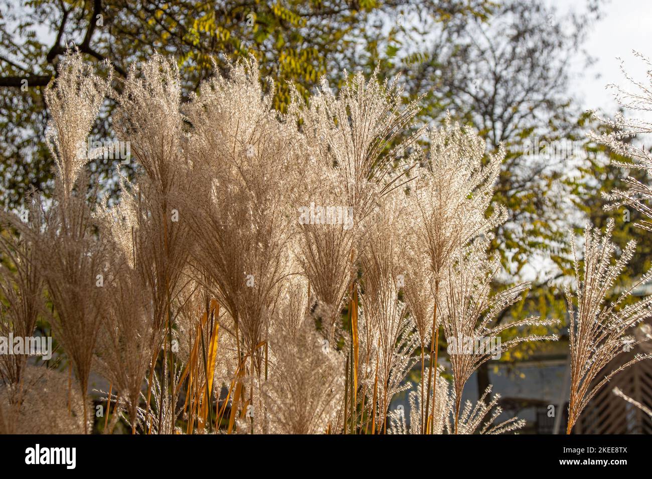 Plante Miscanthus ou silvergrass. Plante de céréales dans le jardin. Panicules luxuriants d'une fleur. Botanique. Floridulus, Pacific Island sacchariflorus Amur Coréen muluksae, fée chinoise Susuki Grass poaceae Banque D'Images