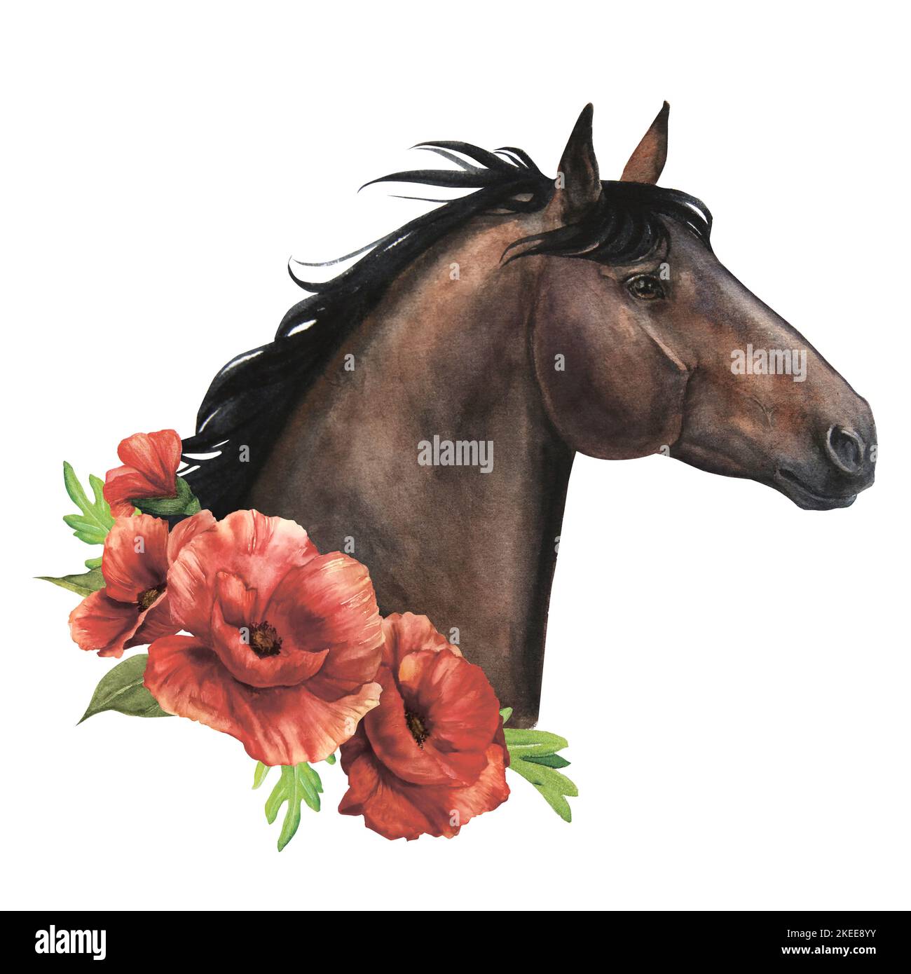 Aquarelle illustration d'un cheval sombre avec des coquelicots délicats isolat Banque D'Images