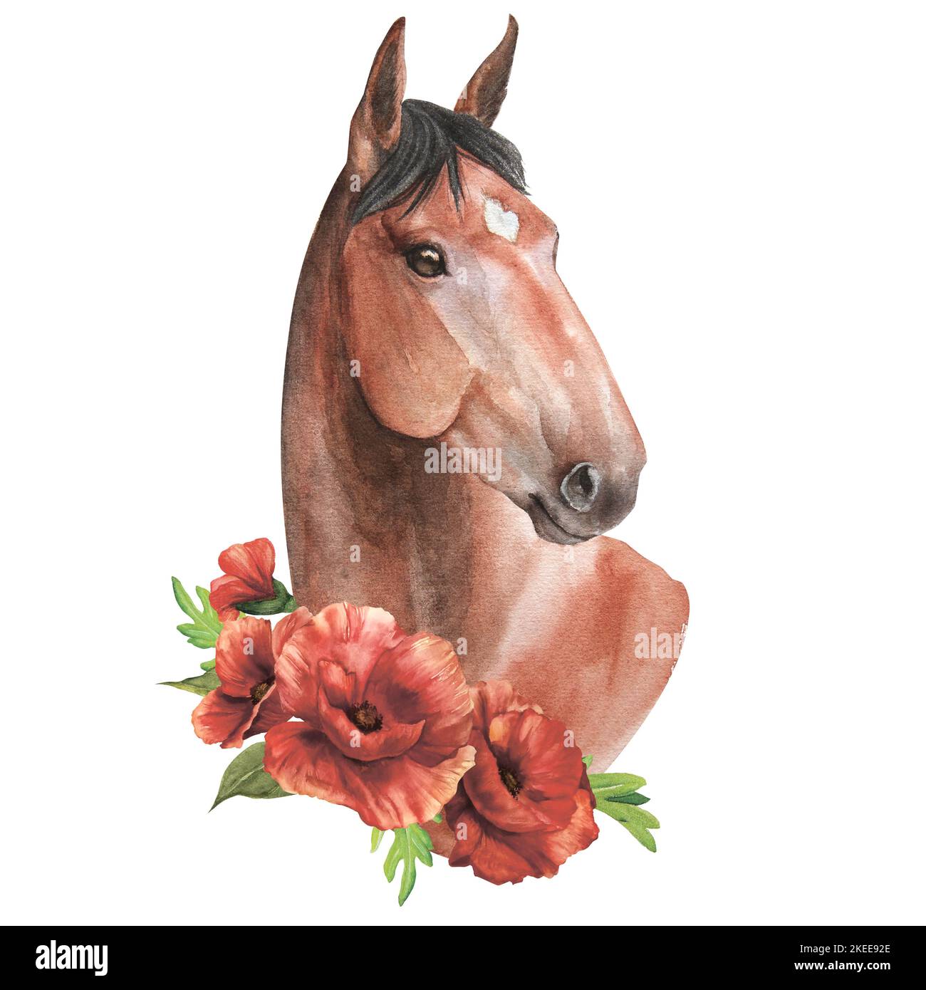 Aquarelle illustration d'un cheval brun avec des coquelicots délicats isolat Banque D'Images