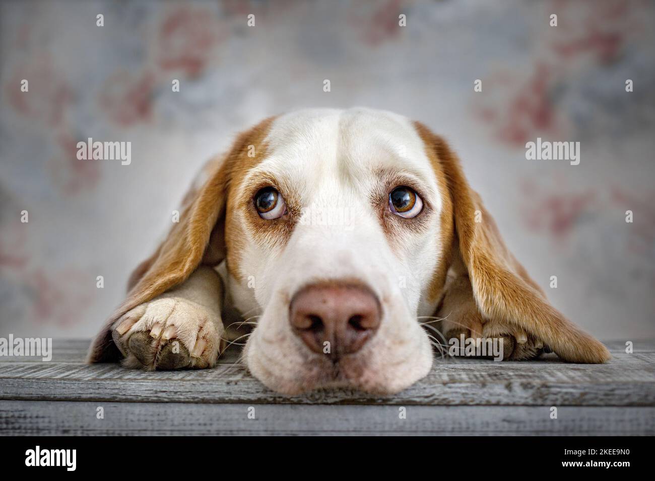 Portrait de Beagle Banque D'Images