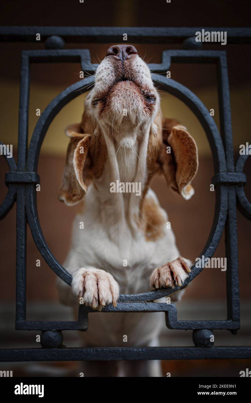 Beagle dans la ville Banque D'Images