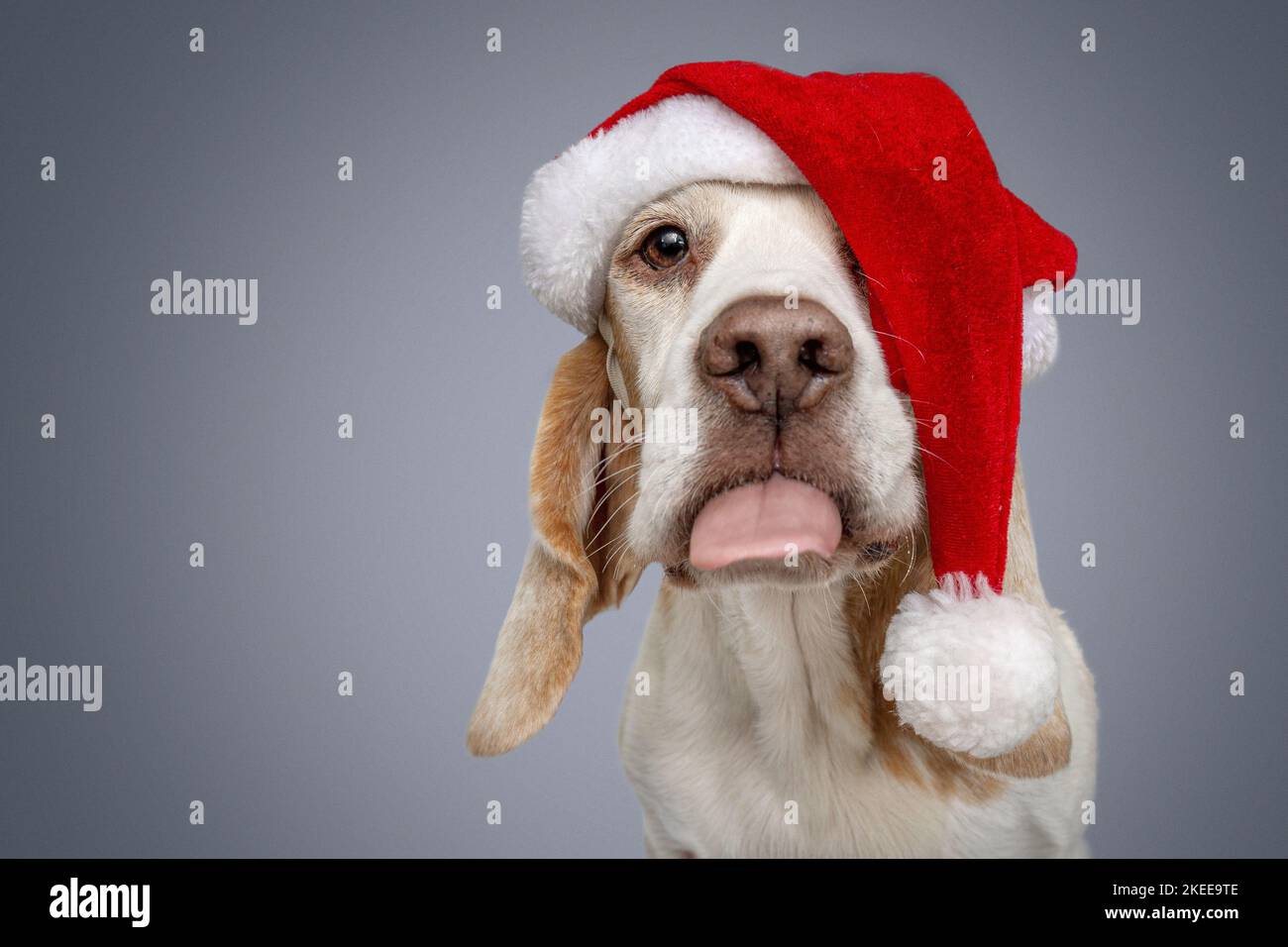 Beagle en costume Banque D'Images