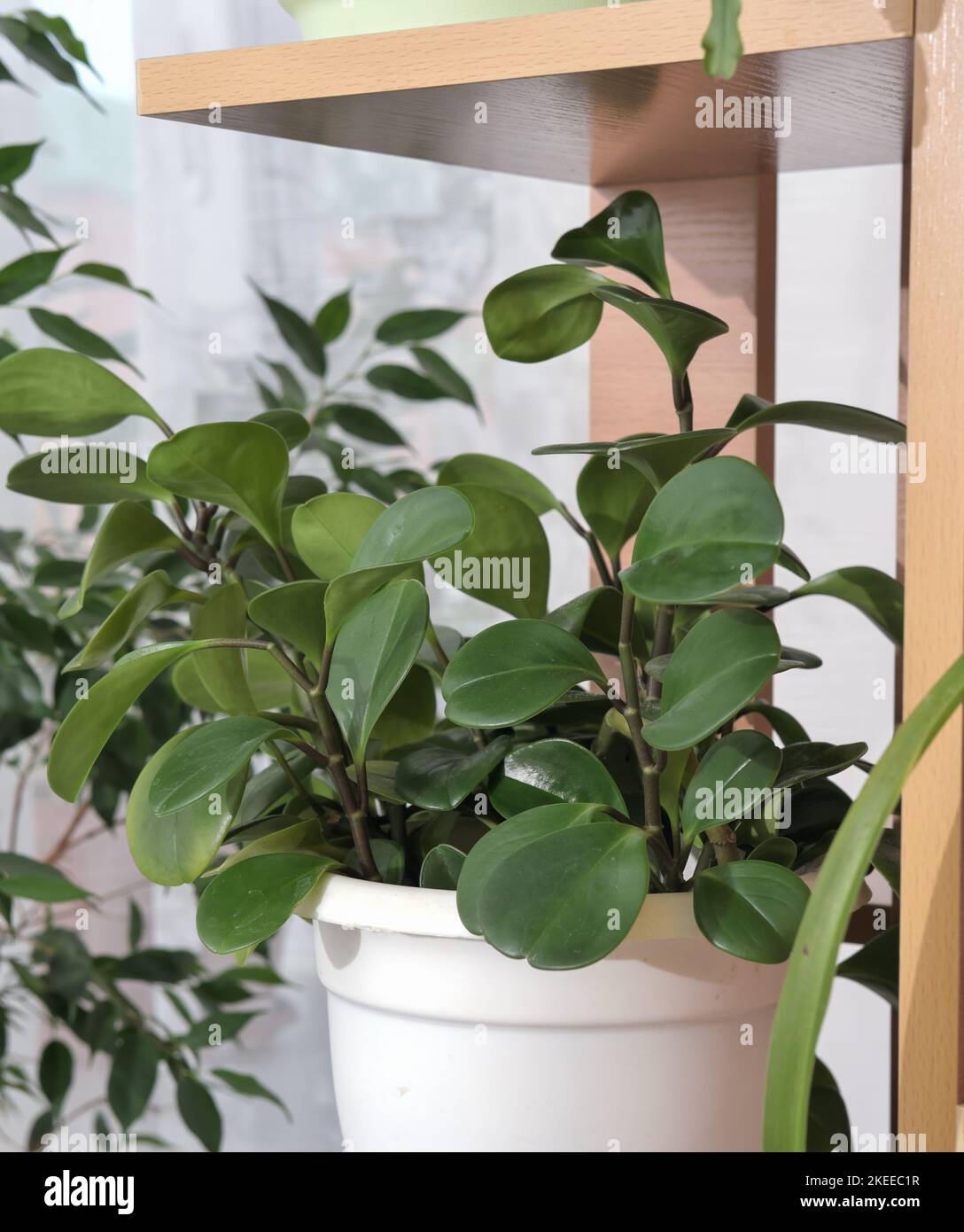 Peperomia obtusifolia ou plante en caoutchouc pour bébé dans un pot de fleurs sur une étagère. Plantes vertes pour la décoration de la maison Banque D'Images
