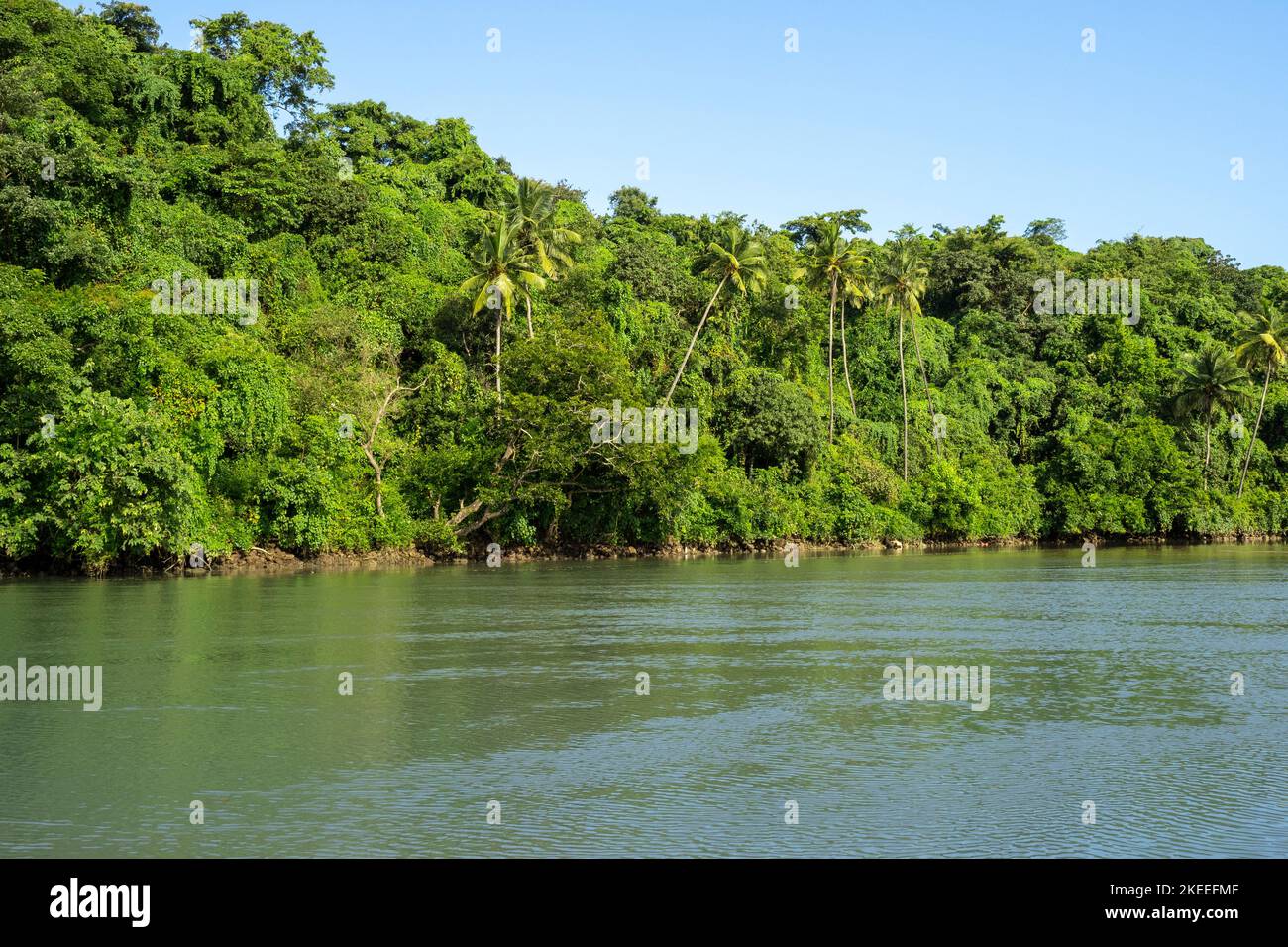 Forêt tropicale sauvage, jungle et rivière, paysage tropical asiatique Banque D'Images