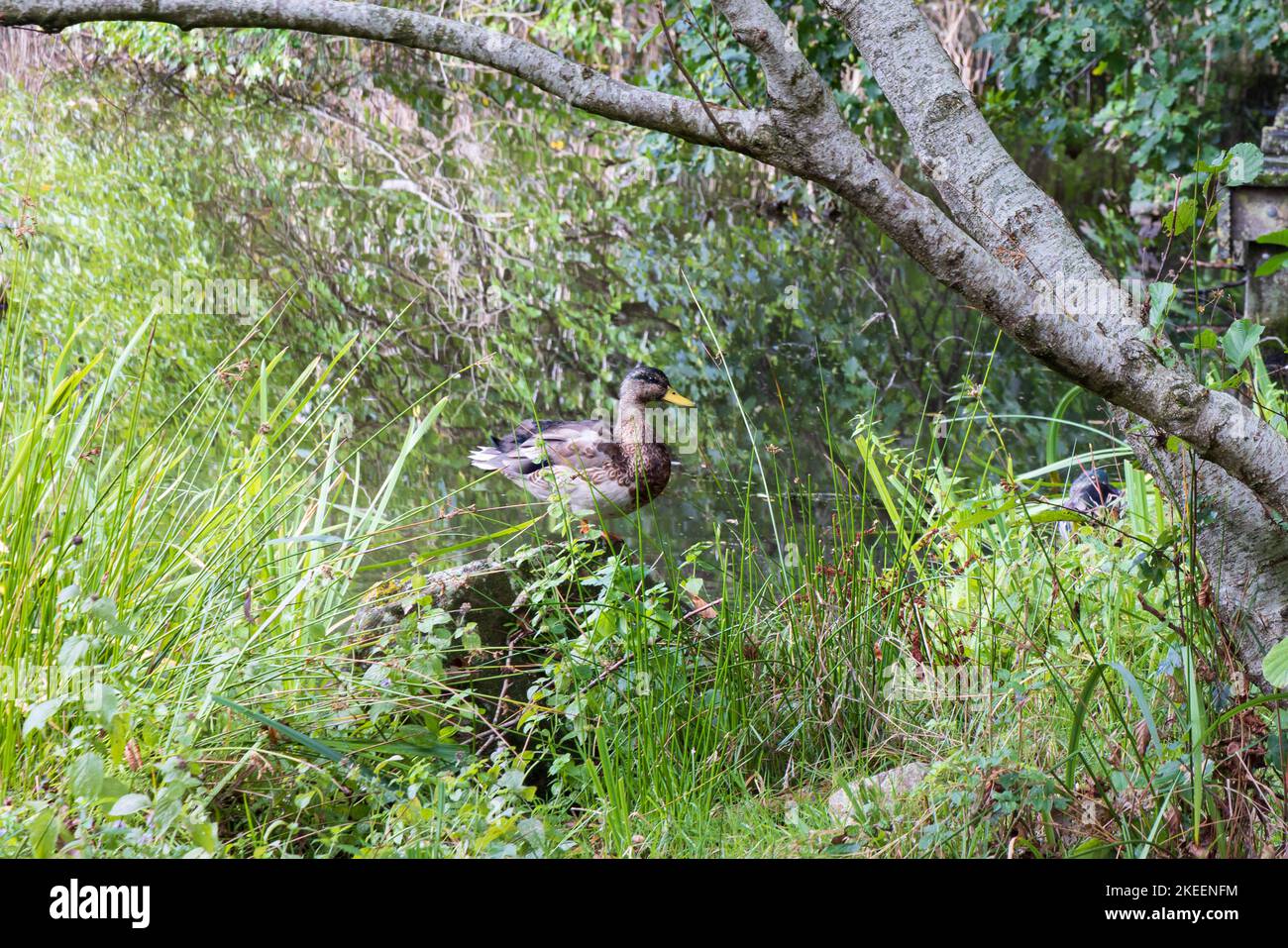 Canard brun à Johan Smitpark à Zuidhorn, municipalité Westerkwartier province de Groningen aux pays-Bas Banque D'Images Canard brun à Johan Smitpark à Zuidhorn, municipalité Westerkwartier province de Groningen aux pays-Bas Banque D'Images