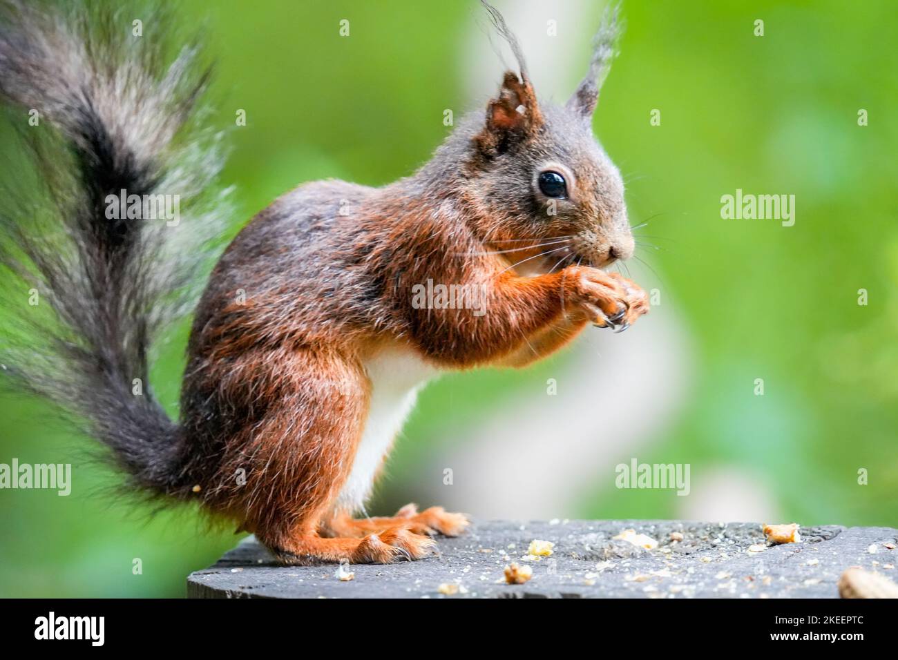 Noix poilues Banque de photographies et d’images à haute résolution Alamy