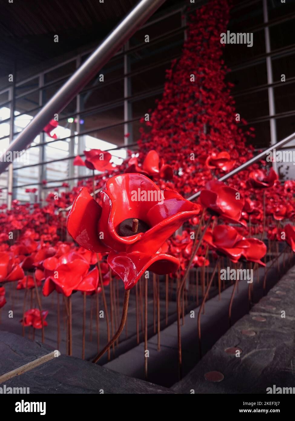 Memorial Poppies of the Weeping Window à Senedd, baie de Cardiff Banque D'Images