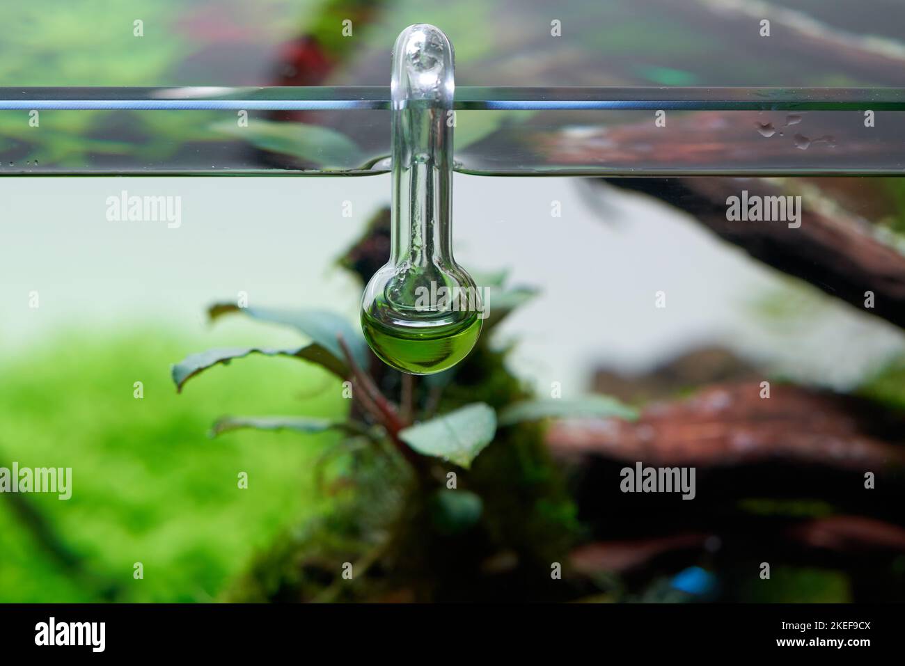 Vérificateur de gouttes pour aquarium CO2 suspendu en verre pour surveiller la quantité optimale de dioxyde de carbone dans le réservoir planté. Banque D'Images