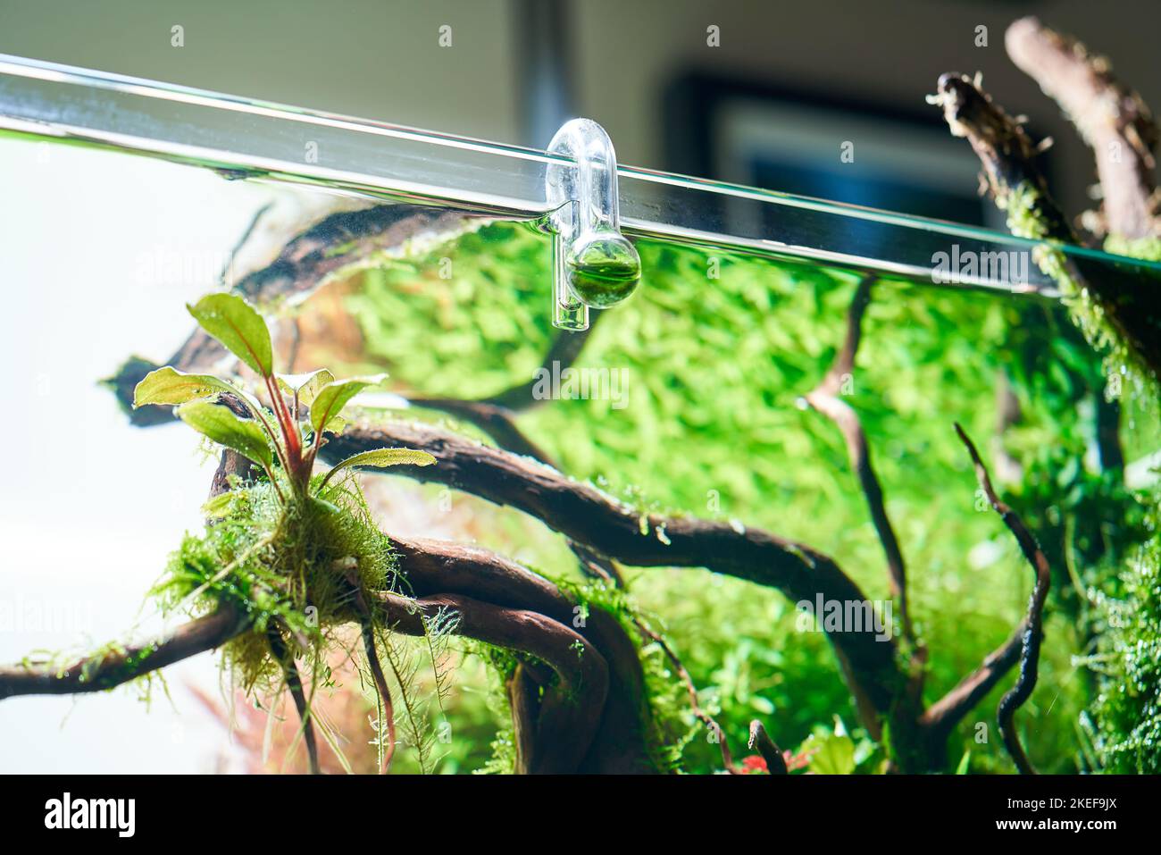 Vérificateur de gouttes pour aquarium CO2 suspendu en verre pour surveiller la quantité optimale de dioxyde de carbone dans le réservoir planté. Banque D'Images