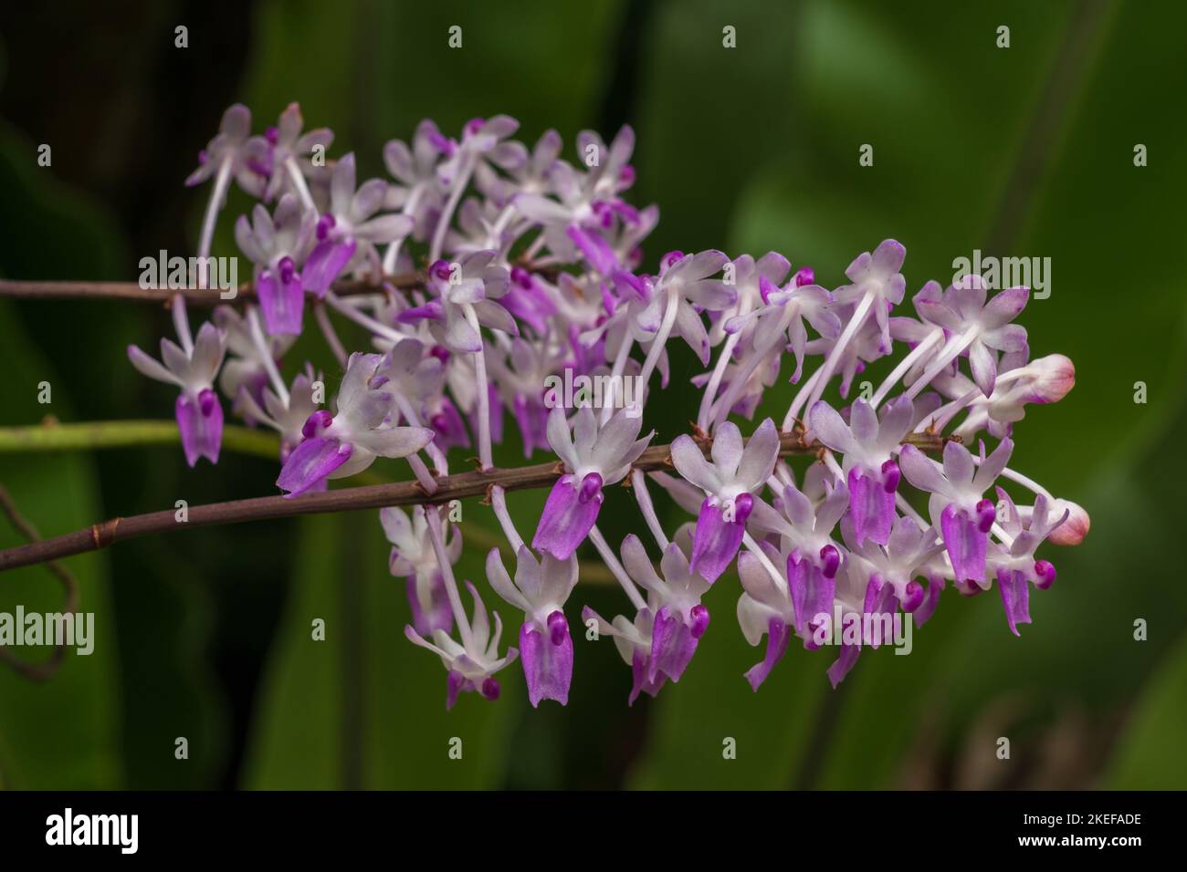 Gros plan de l'espèce épiphytique d'orchidées seidenfadenia mitrata fleurs pourpres et blanches fleurir à l'extérieur sur fond vert naturel Banque D'Images
