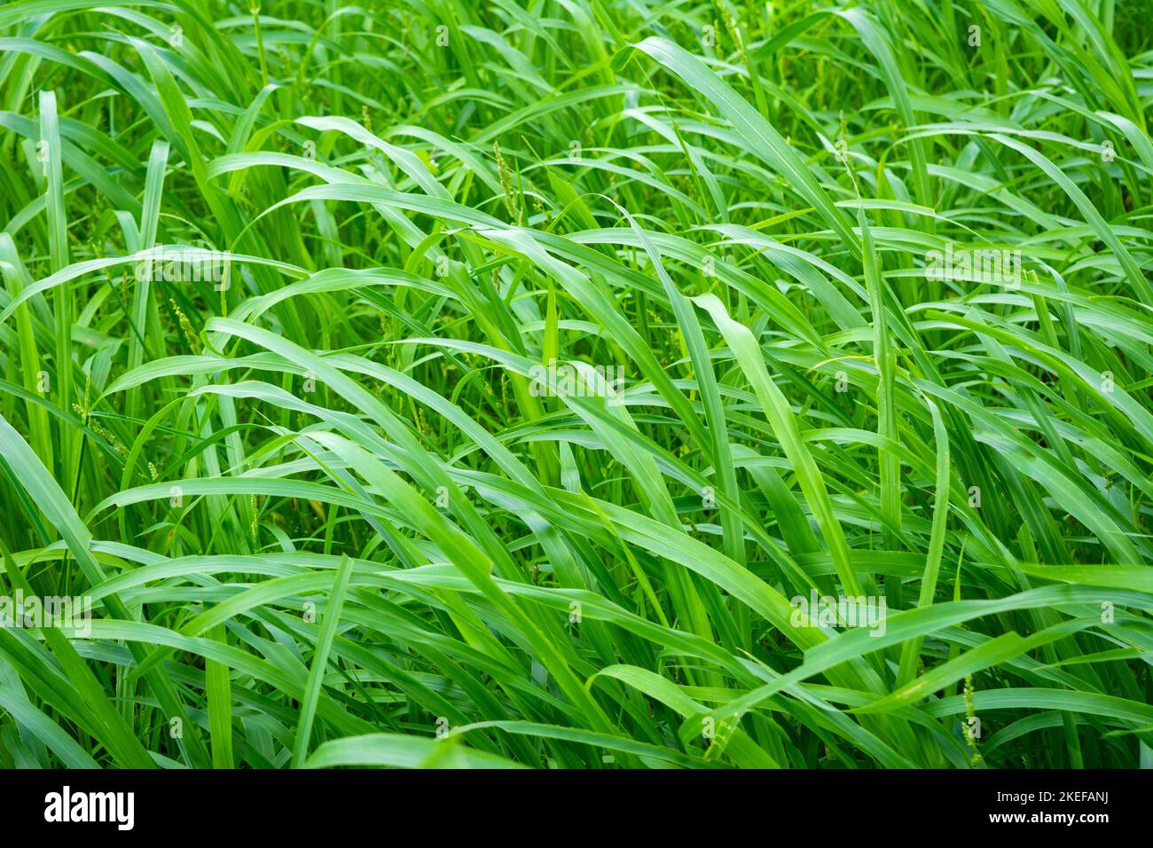 Gros plan de l'herbe fraîche en début de matinée Banque D'Images