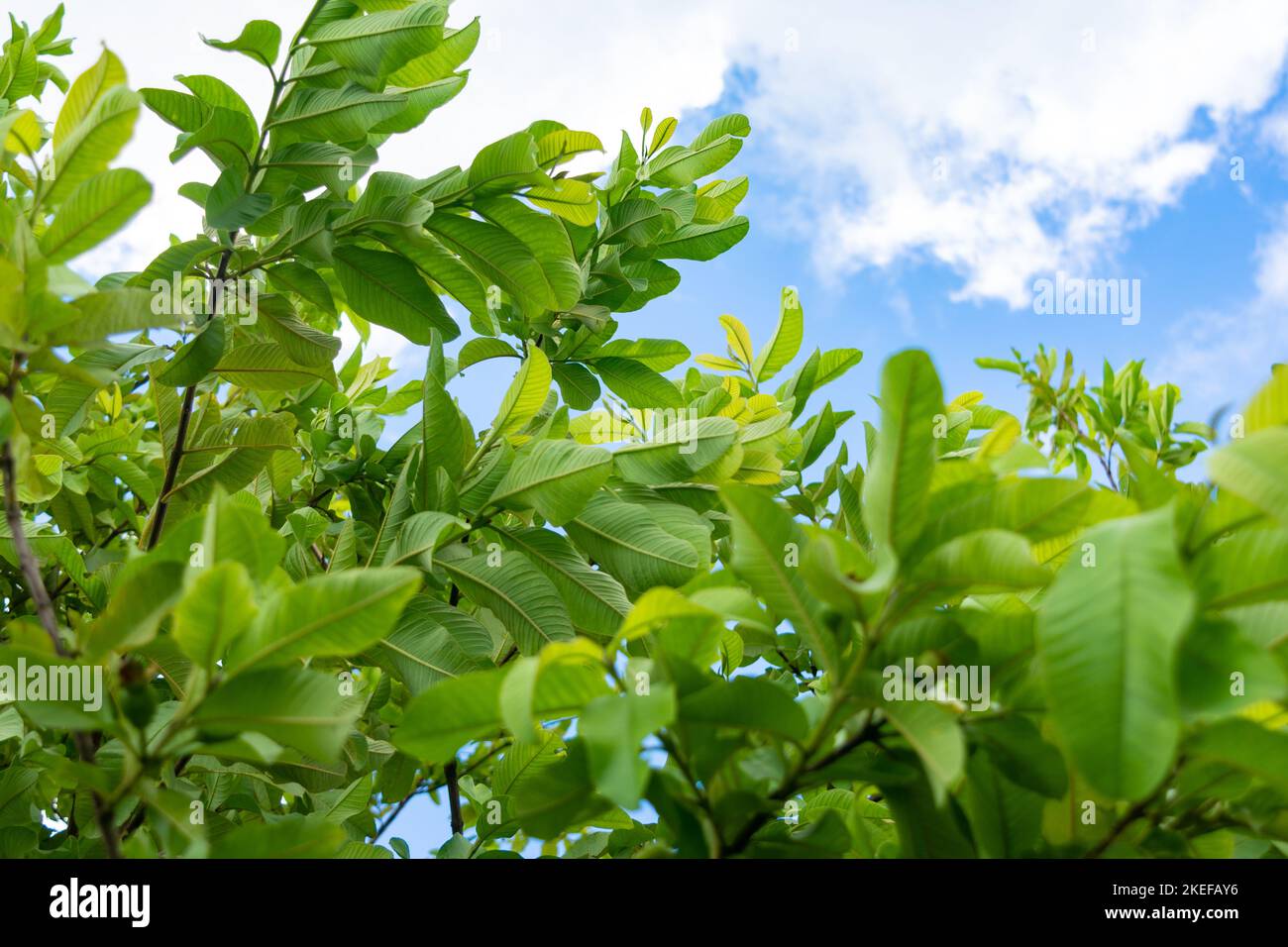 Feuilles de goyave vert frais et branche sur l'arbre Banque D'Images