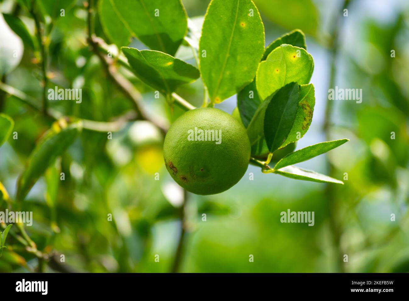 Citron vert frais sur l'arbre dans le jardin biologique Banque D'Images
