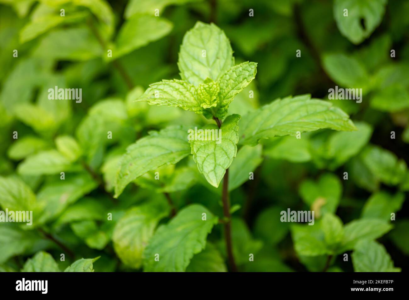 Feuilles de menthe fraîche d'un champ de menthe Banque D'Images