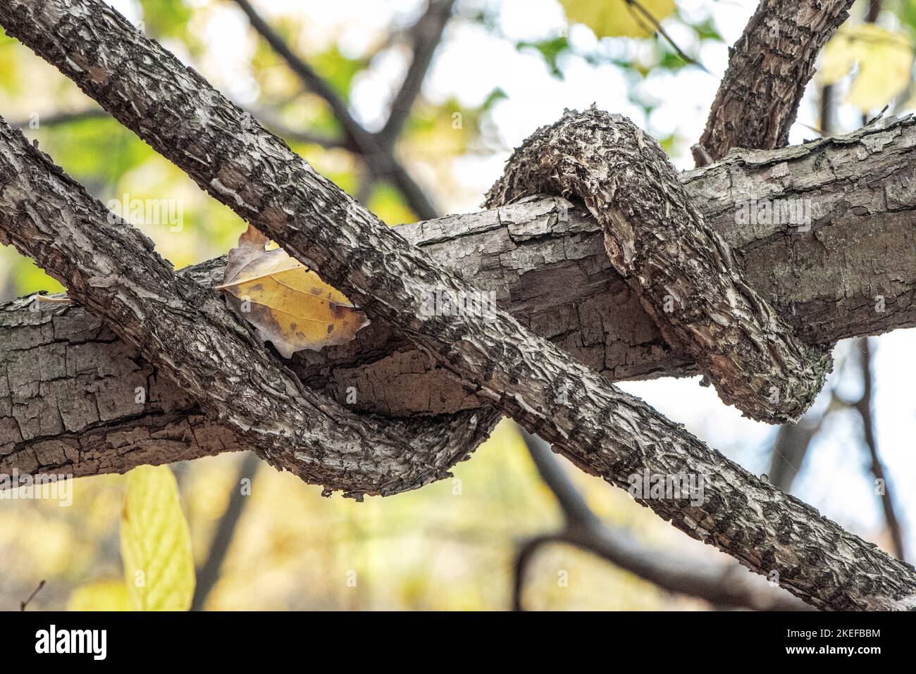 troncs d'arbres feuillus liana entrelacant un arbre Banque D'Images