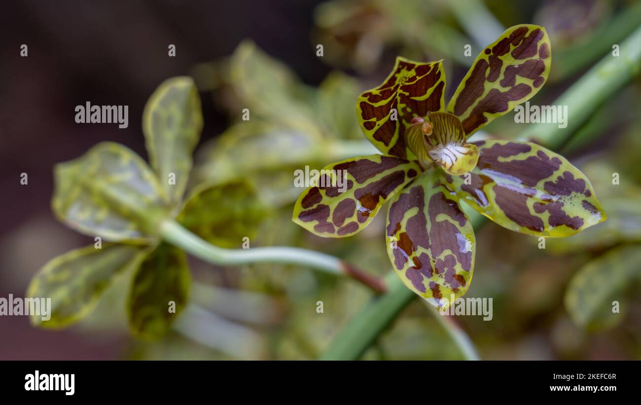 Gros plan vue détaillée de la fleur colorée marron et jaune vert de l'espèce d'orchidée tropicale grammatophyllum scriptum floraison sur fond naturel sombre Banque D'Images